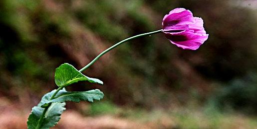 NSO高级会员游戏库今日更新 三款经典游戏入库